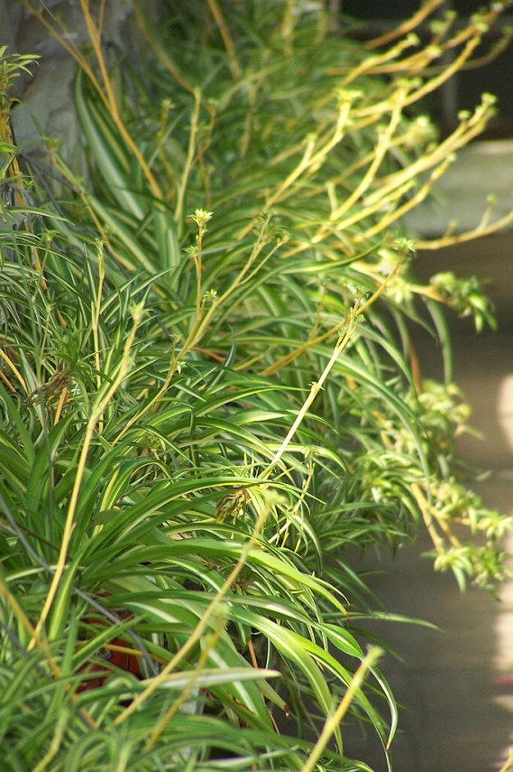 Chlorophytum comosum - zelenec