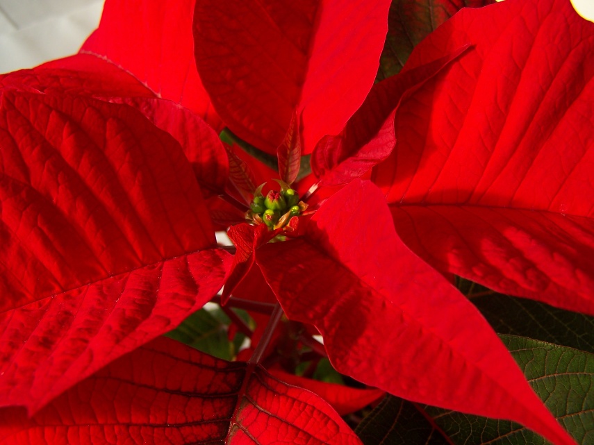 Euphorbia pulcherrima - vánoční hvězda