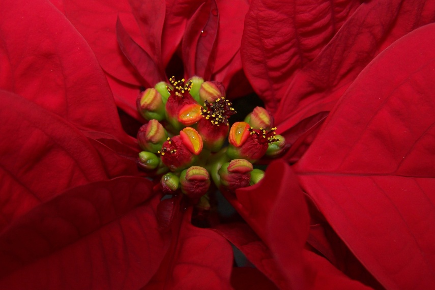 Euphorbia pulcherrima - vánoční hvězda