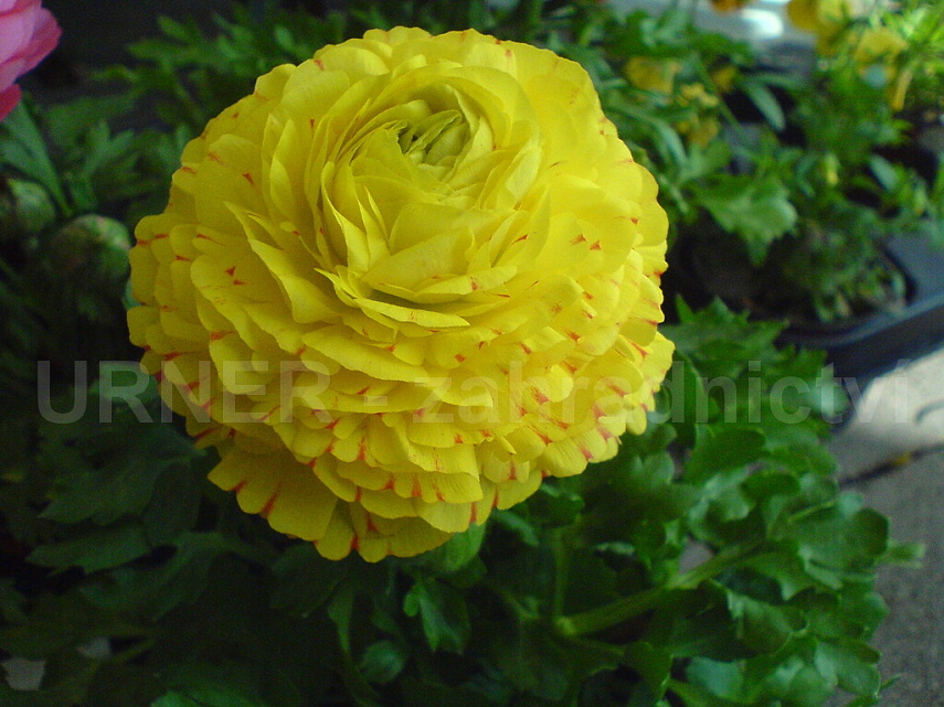 Ranunculus x asiaticus - pryskyřník