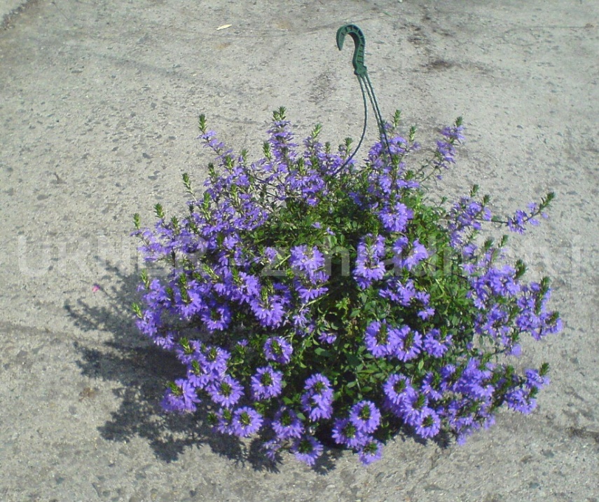 Scaevola aemula - vějířovka