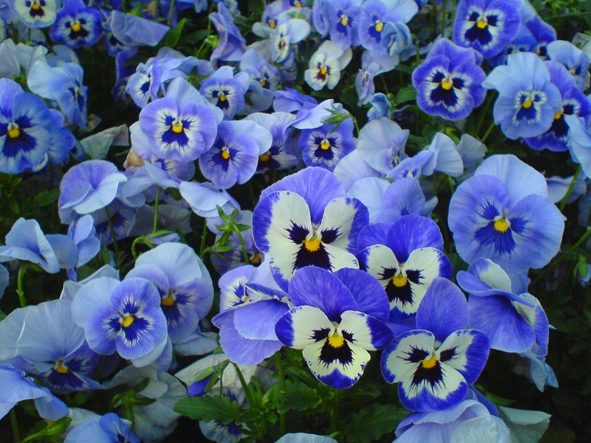 Viola wittrockiana - maceška, violka